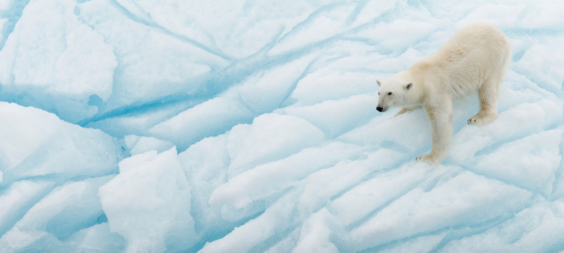 Kopfzeilenbild: Eisbär auf einer Eisscholle.